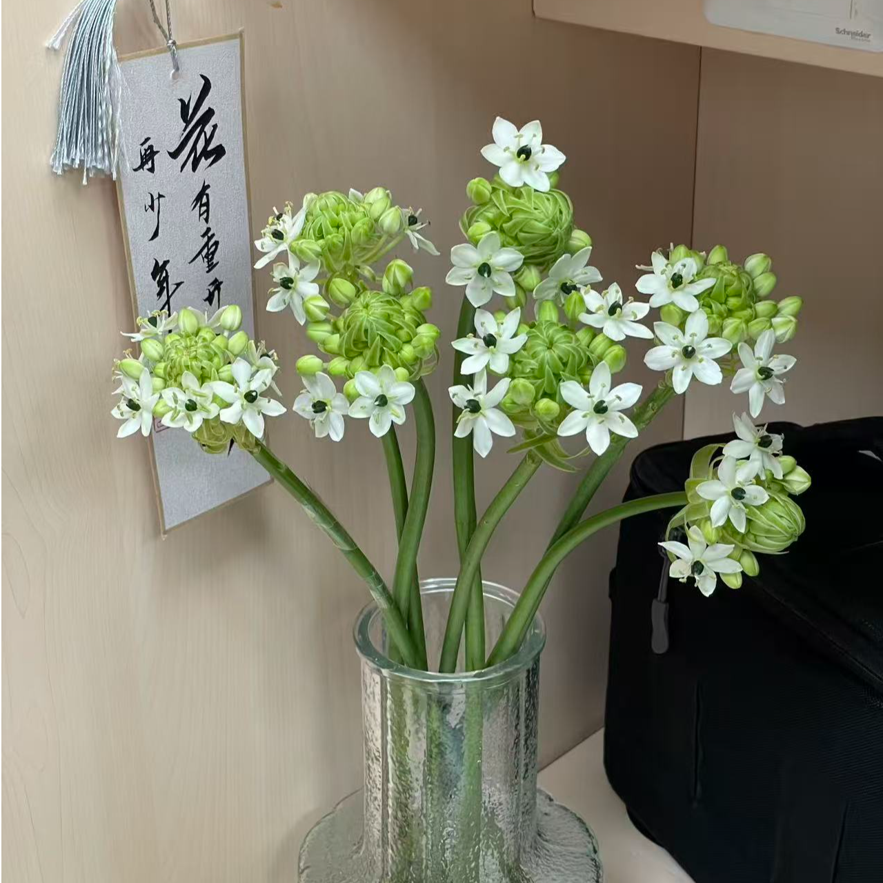 天鹅绒种球土培鲜花室内阳台庭院50天开花昆明批发基地直发