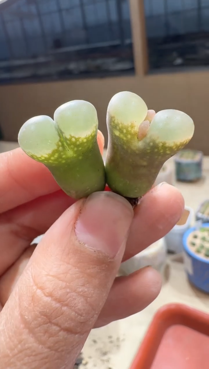 多肉植物肉锥23-100