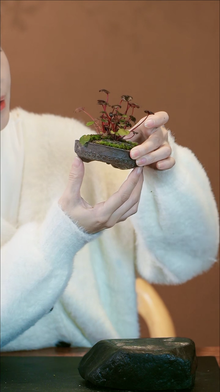 【闪购商品】盆景山野草