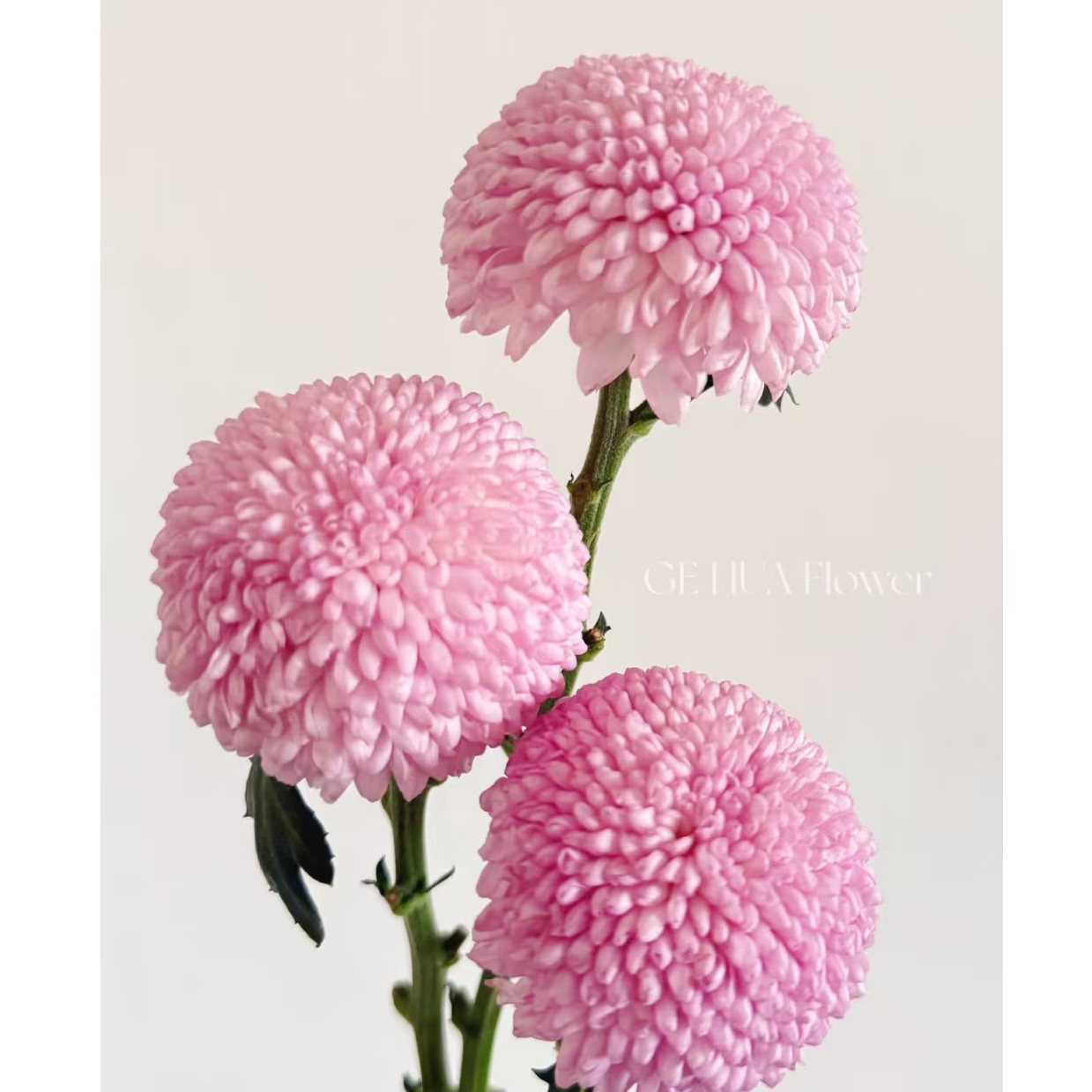 A级稀有粉色乒乓菊20支