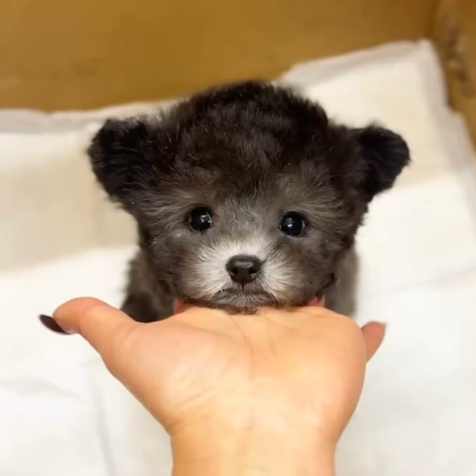 袁嬢嬢宠物严选茶杯灰泰迪弟弟（王子）