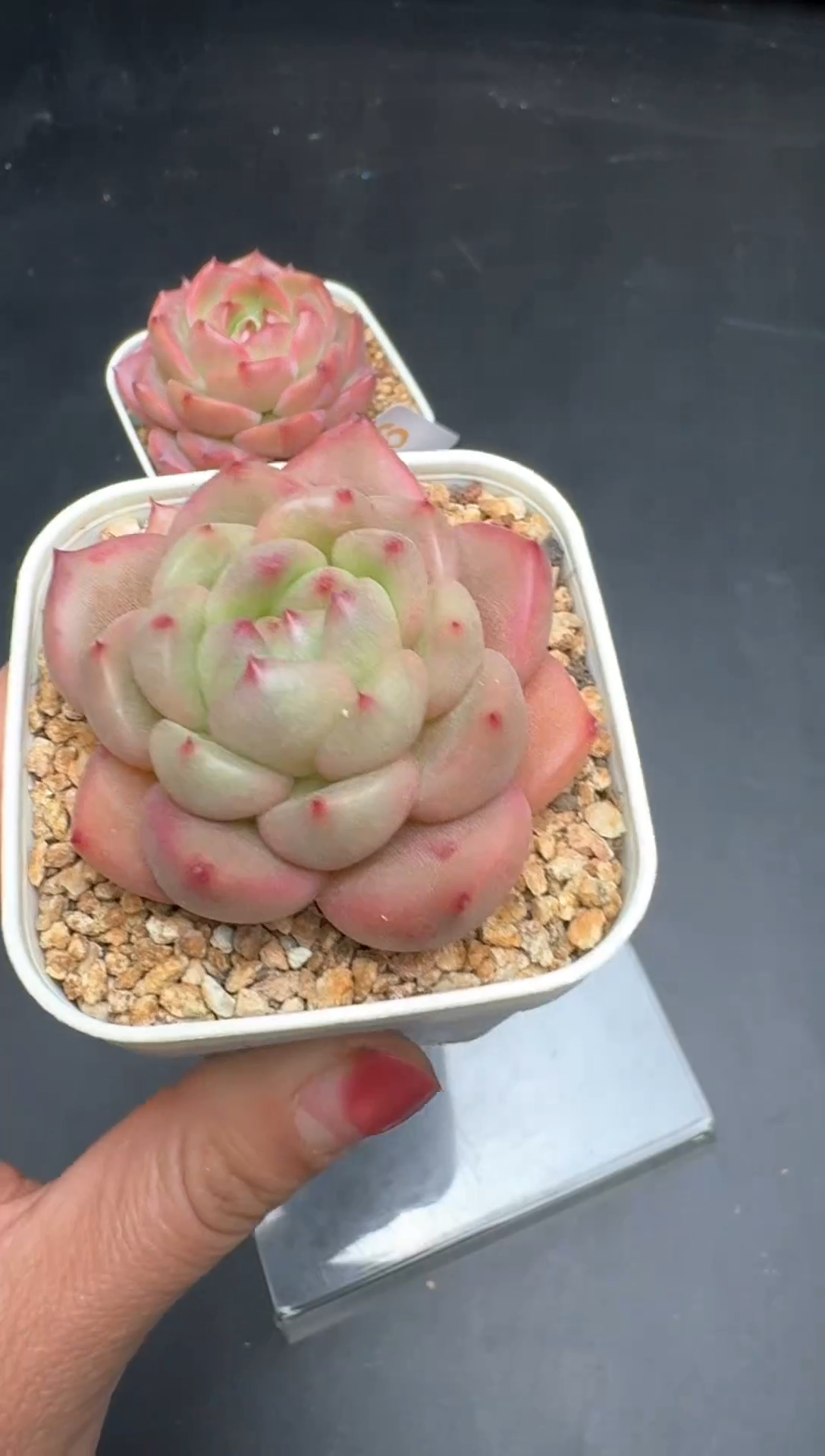 【闪购商品】807E号一物一拍多肉花卉植物3颗起发