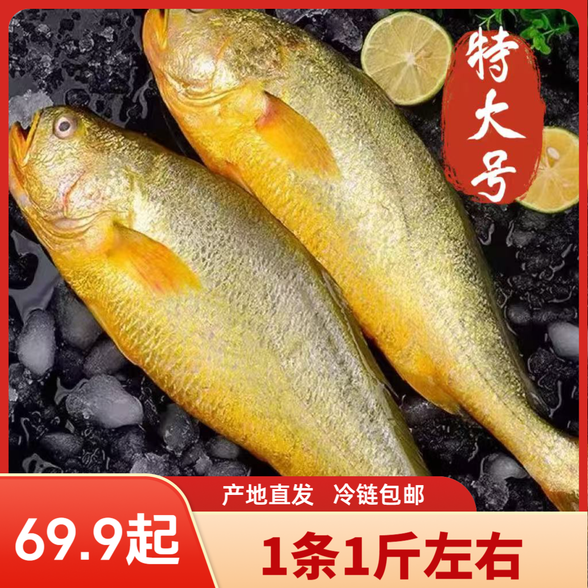【大黄鱼】鲜活黄花鱼新鲜速冻（1斤左右/条）无冰衣冷链物流