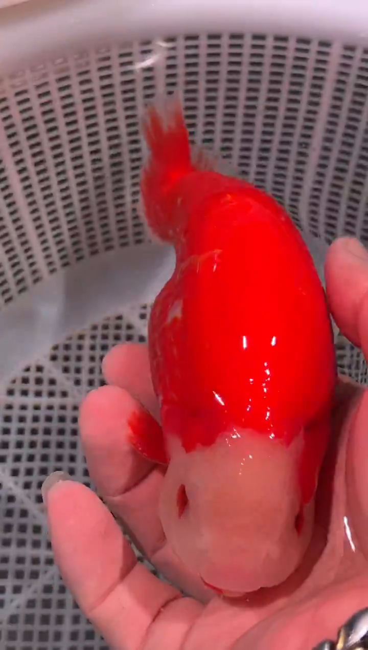 狮头鱼弗*兰寿金鱼一只