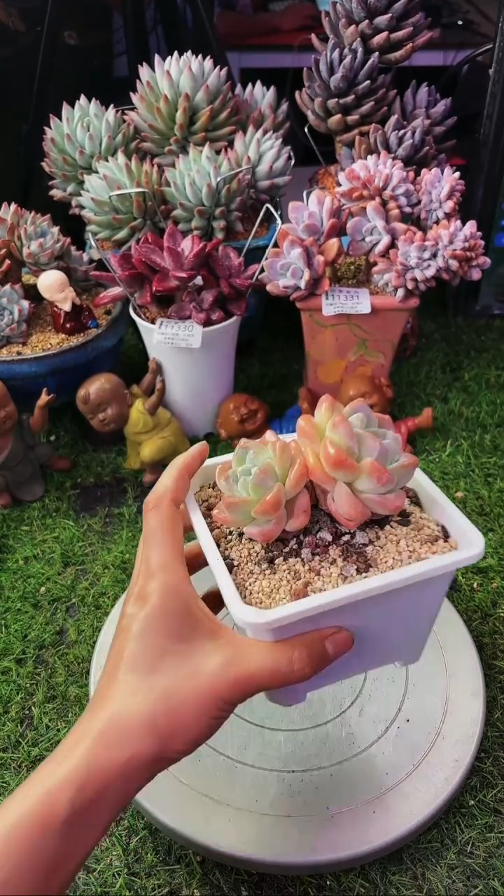 昆明印象多肉11487