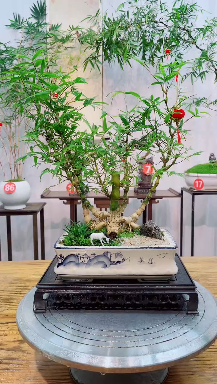 【闪购商品】竹子盆景竹子盆景