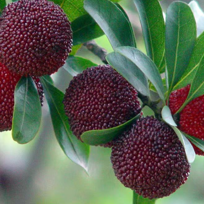 【顺丰/京东】福建浮宫杨梅中梅硬丝新鲜水果250克-4.5斤杨梅同城送