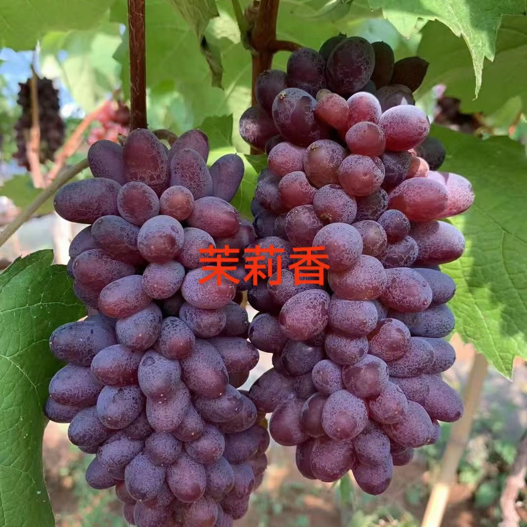 老树巨峰葡萄树苗夏黑玫瑰香南北方种植盆栽地栽