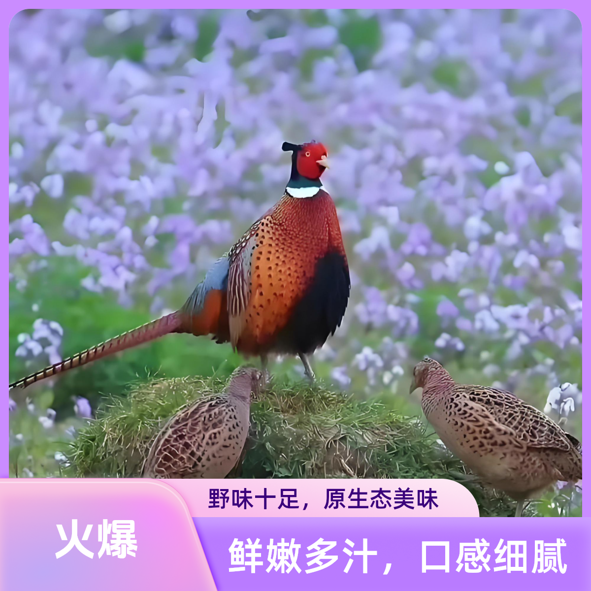 七彩山鸡（挑鸡王2.6斤）新鲜顺丰包邮