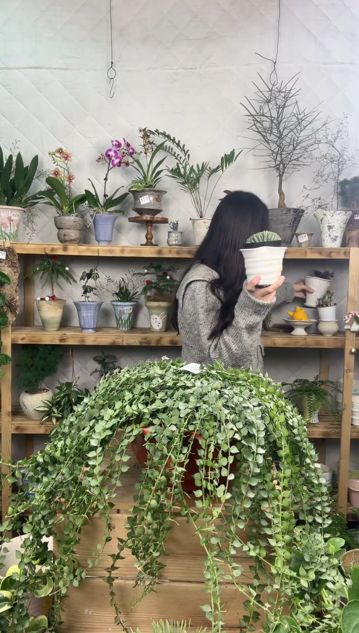 无花朵908百万心大盆