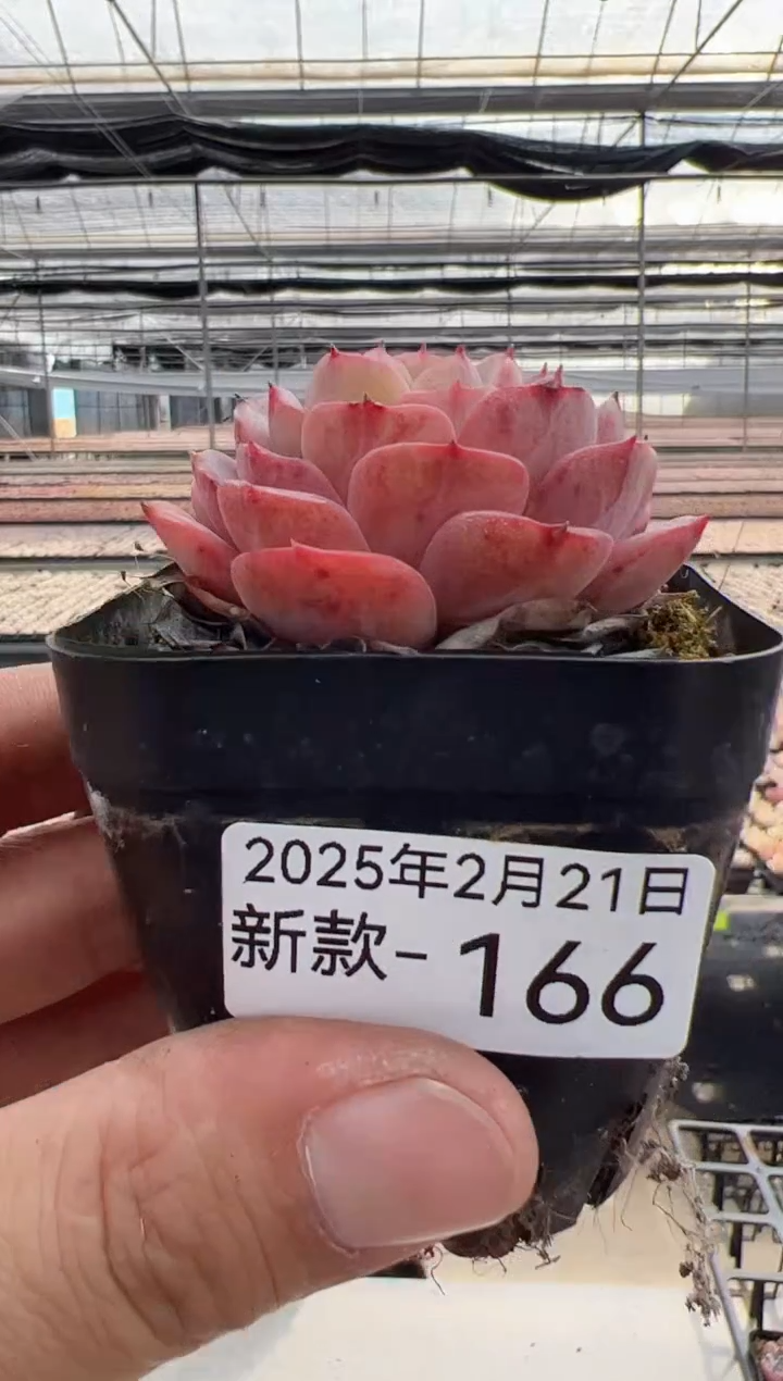 【闪购商品】新款多肉-166