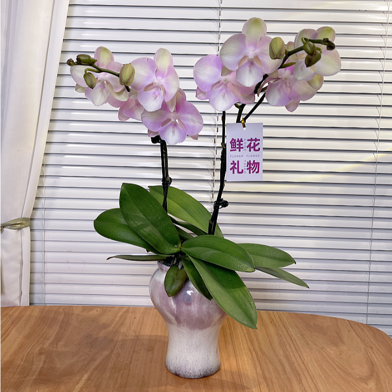 【威尼斯-蝴蝶兰】欧品 稀有色系 家居摆件 易养花期长 基地直发 