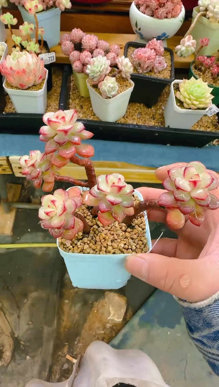 【闪购商品】凭—736—仙农（探戈）