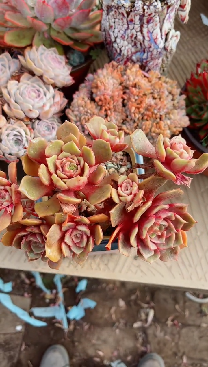 【闪购商品】02346