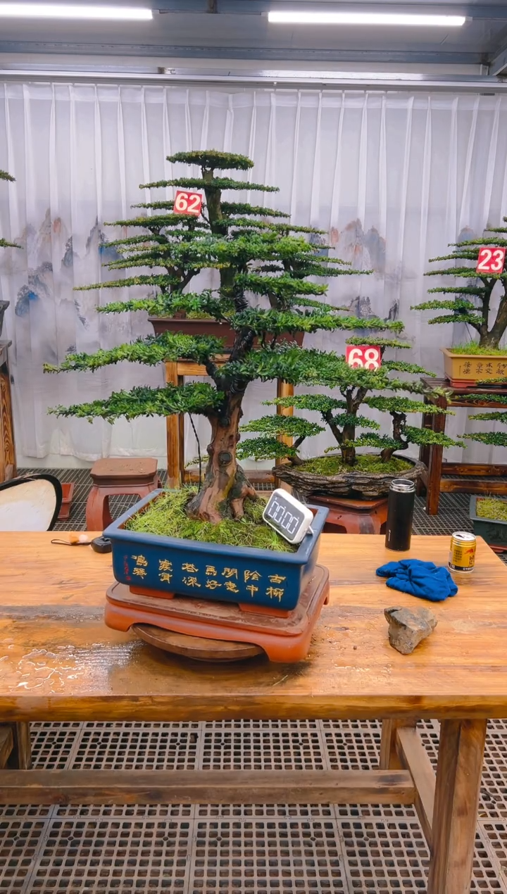 【闪购商品】紫砂精品盆景直播间一物一拍