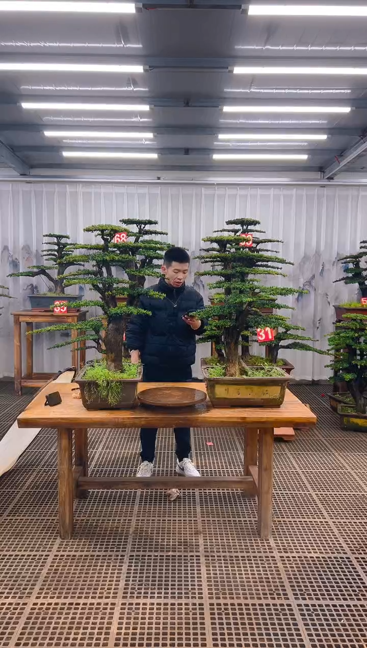 精品盆景直播间一物一拍