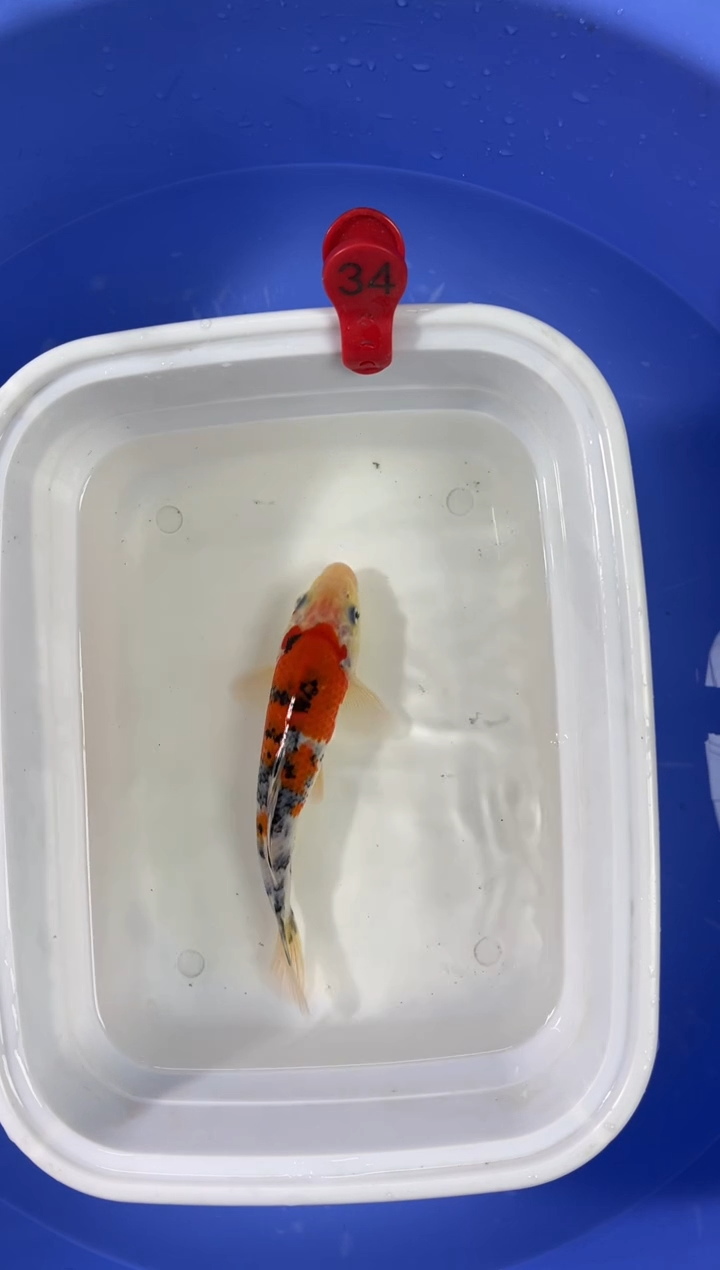 锦鲤活体二号链接