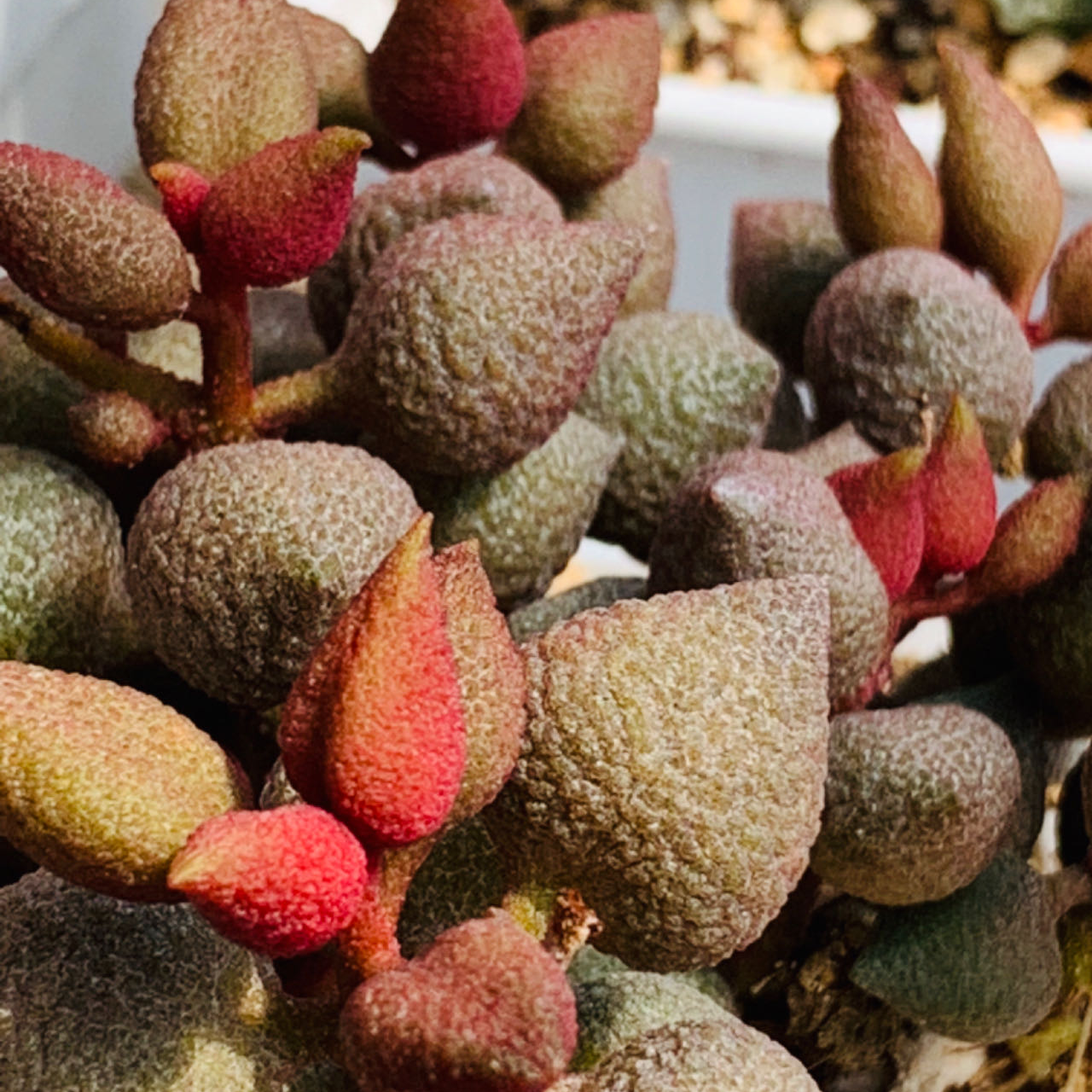 选货链接，多肉植物景天科水泡小辣椒水泡