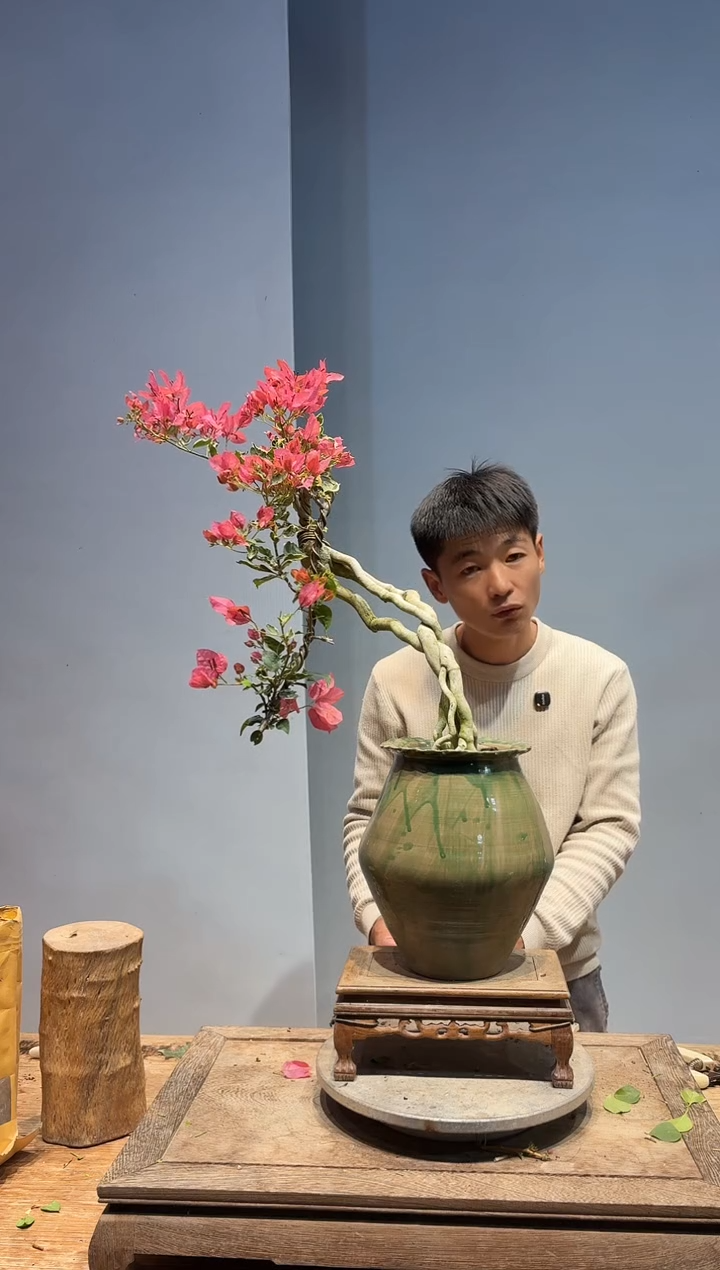 以实际为准三角梅96