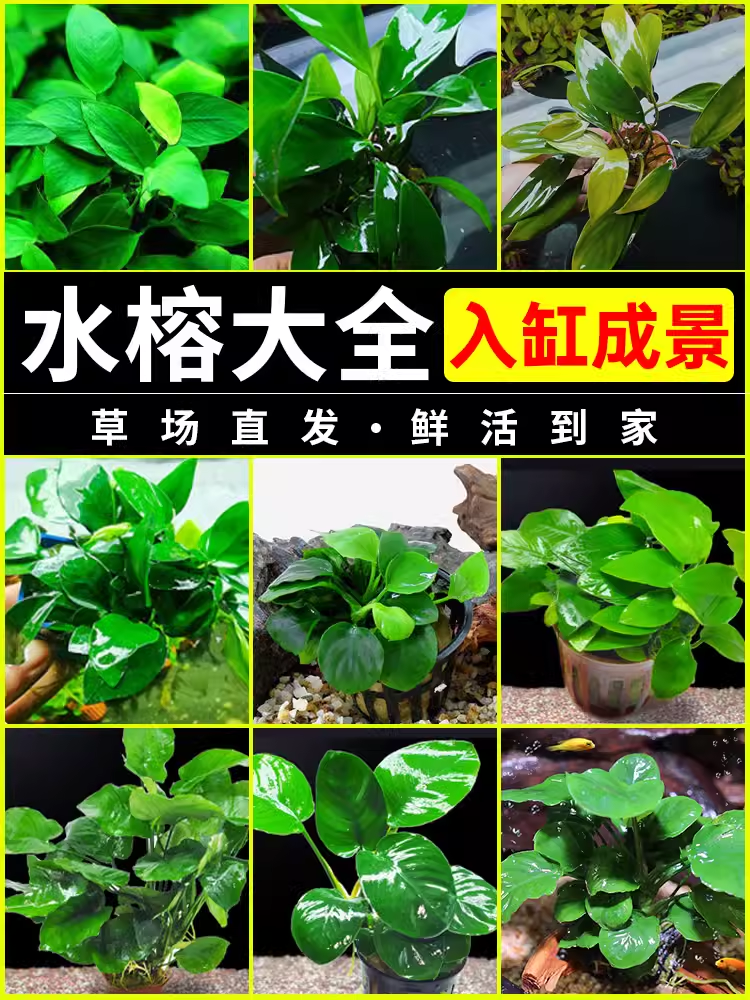 懒人水榕水草鱼缸水族箱辣椒迷你小黄金大小沉木水榕淡水植物净化