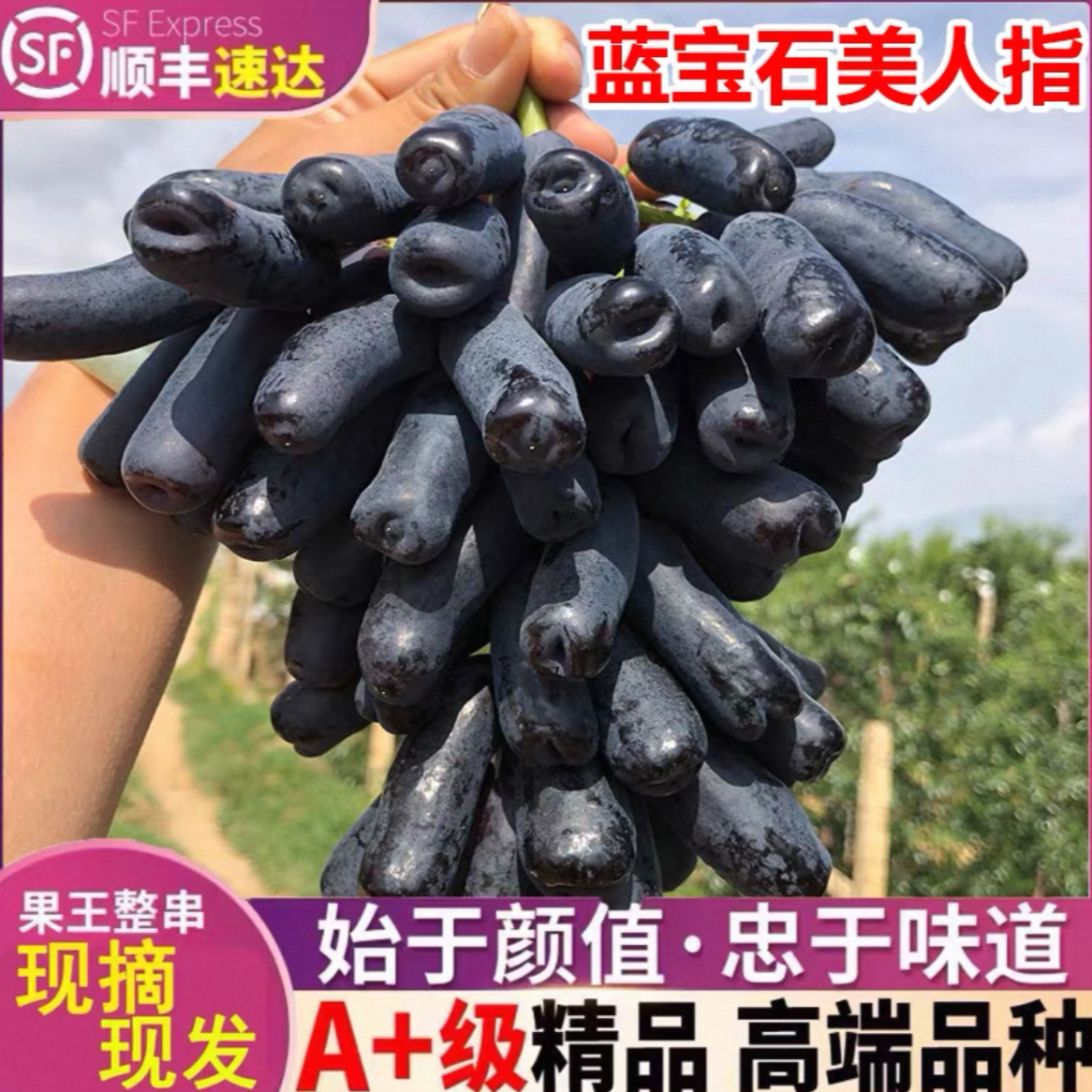 【爆款】蓝宝石美人指葡萄 辽宁头茬 现发现采 产地直发 顺丰包邮 辽宁省