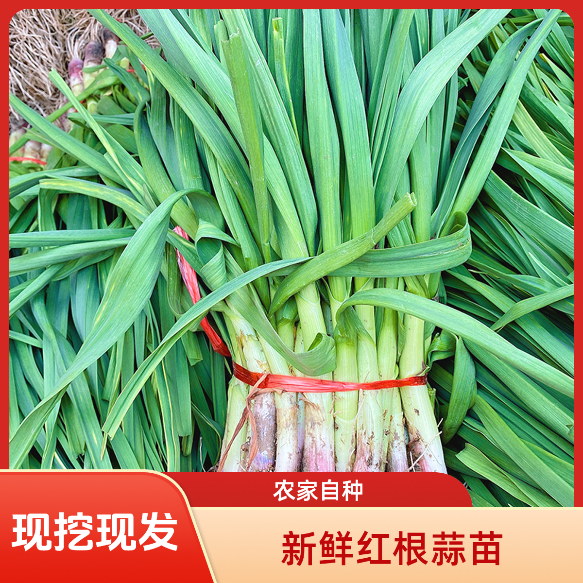 农家自种新鲜红根蒜苗大蒜红蒜苗露天应季蔬菜