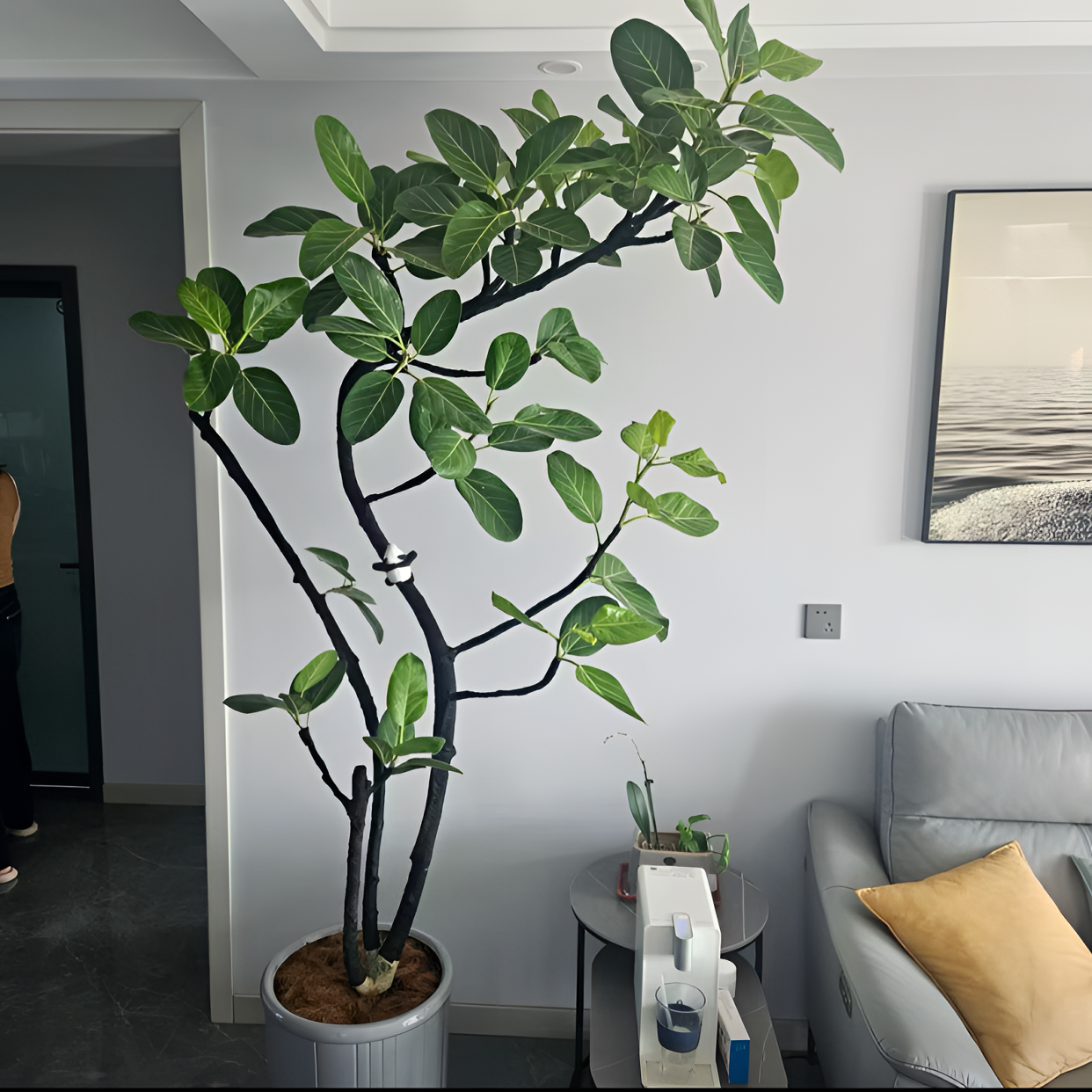 高山榕孟加拉榕橡皮树富贵榕绿植盆栽室内庭院基地生长原生老桩