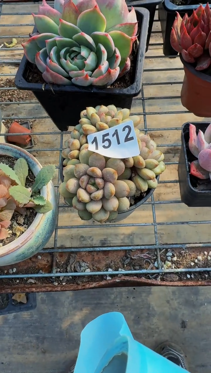 【闪购商品】1512（裸根发货）