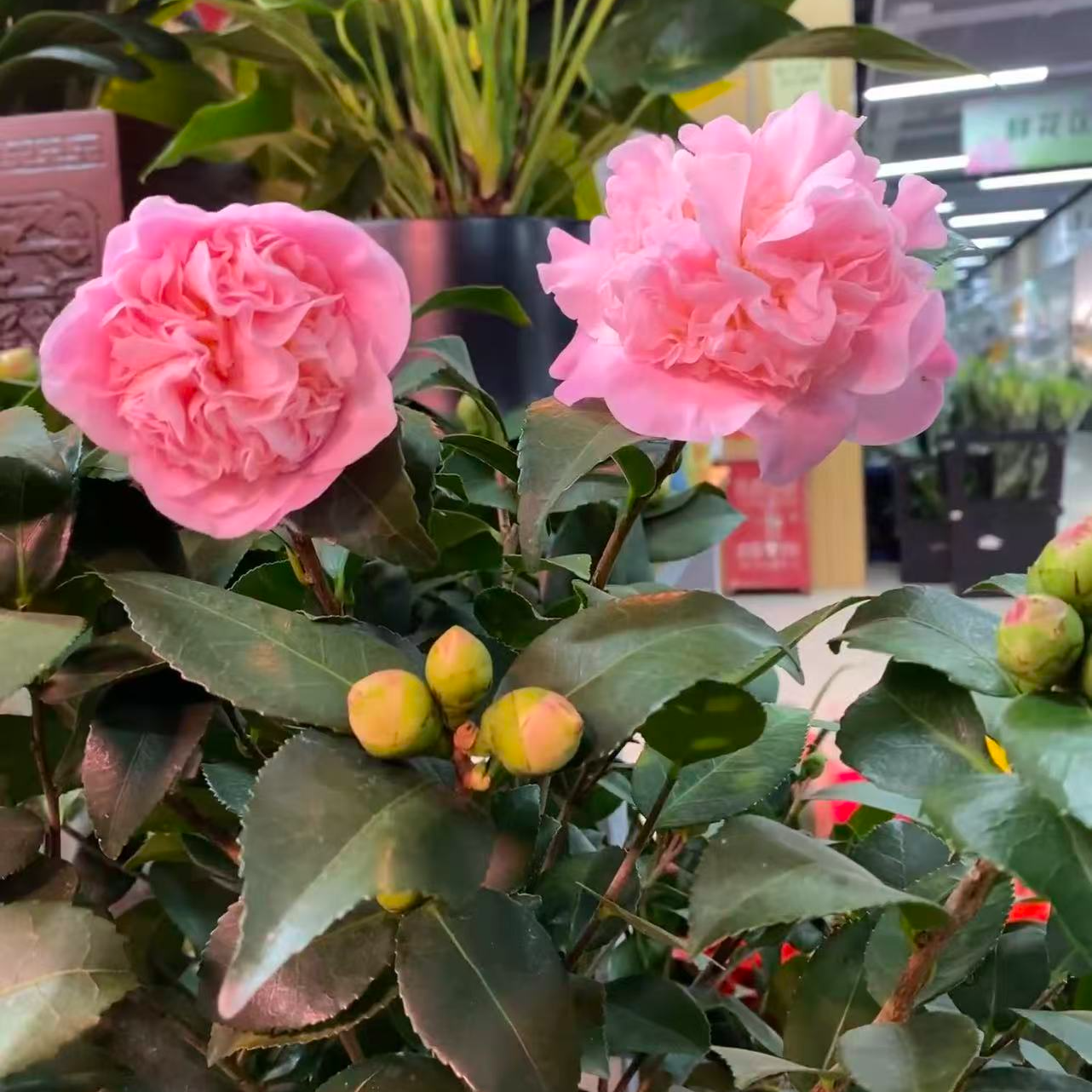 【新疆包邮】香妃茶花 满屋飘香 香味十足