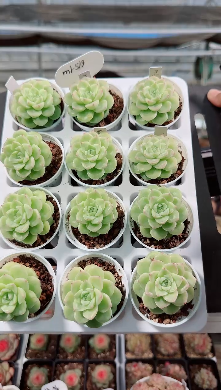 0104-05m1-519多肉量拍任意发一颗群生不包整