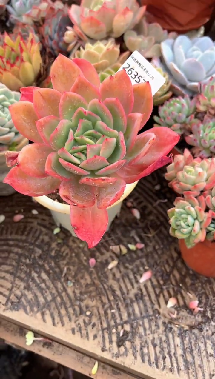 X*?多肉植物一物一拍26353