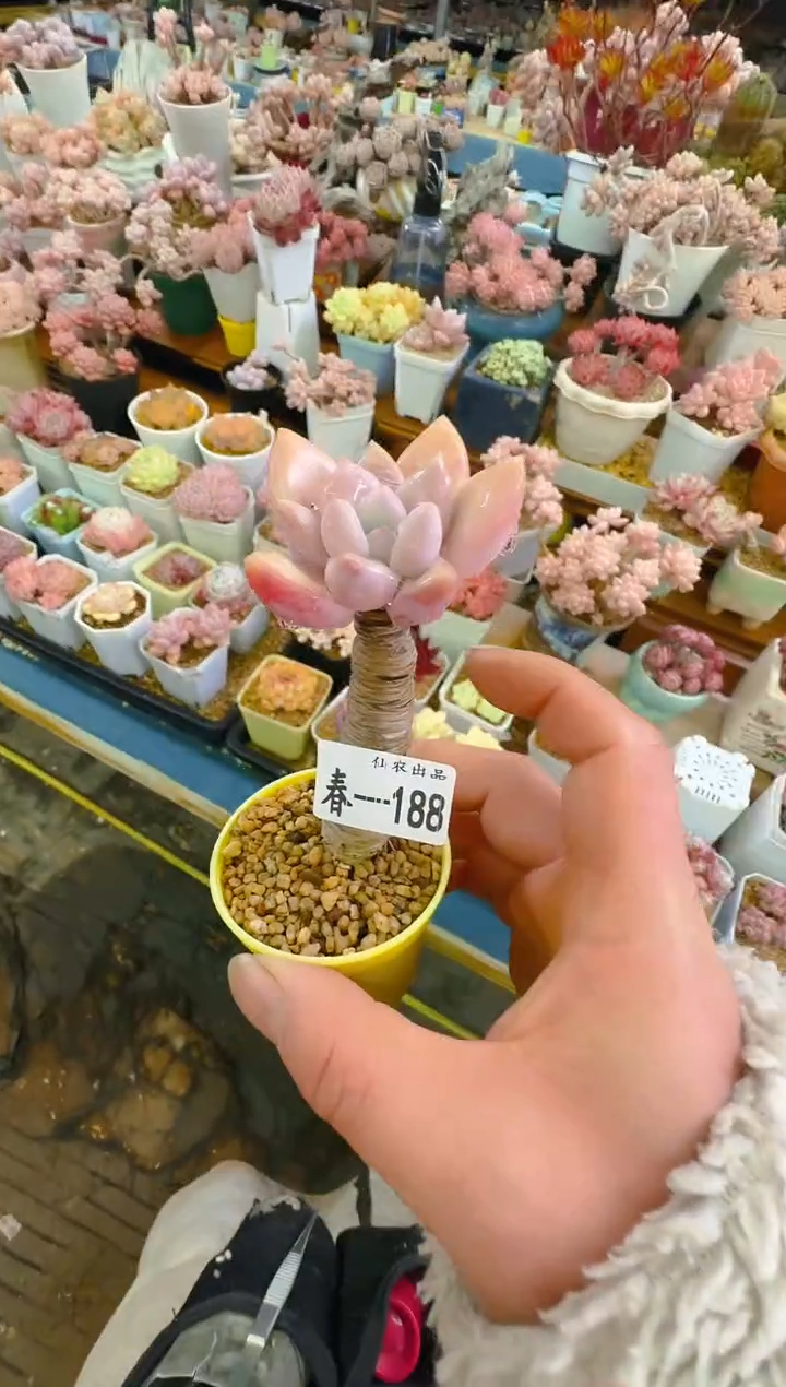 【闪购商品】春—188—仙农(奥）