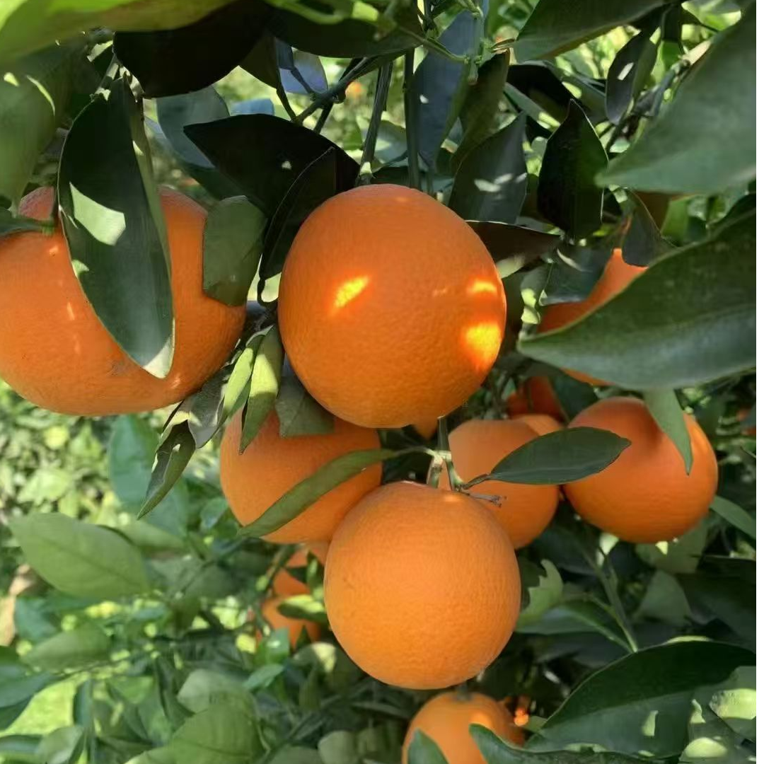 湖北秭归脐橙（长虹）果面橙红、光滑、皮薄、无籽、质脆、甚甜。