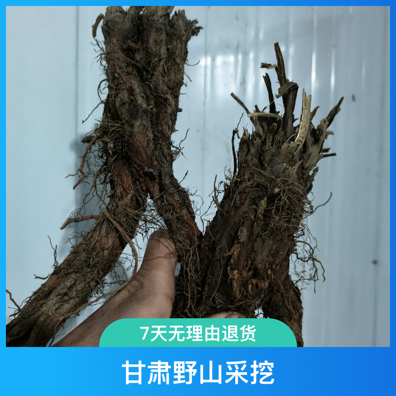 【鲜紫丹参】甘肃野山采挖紫丹参鲜货整颗发货