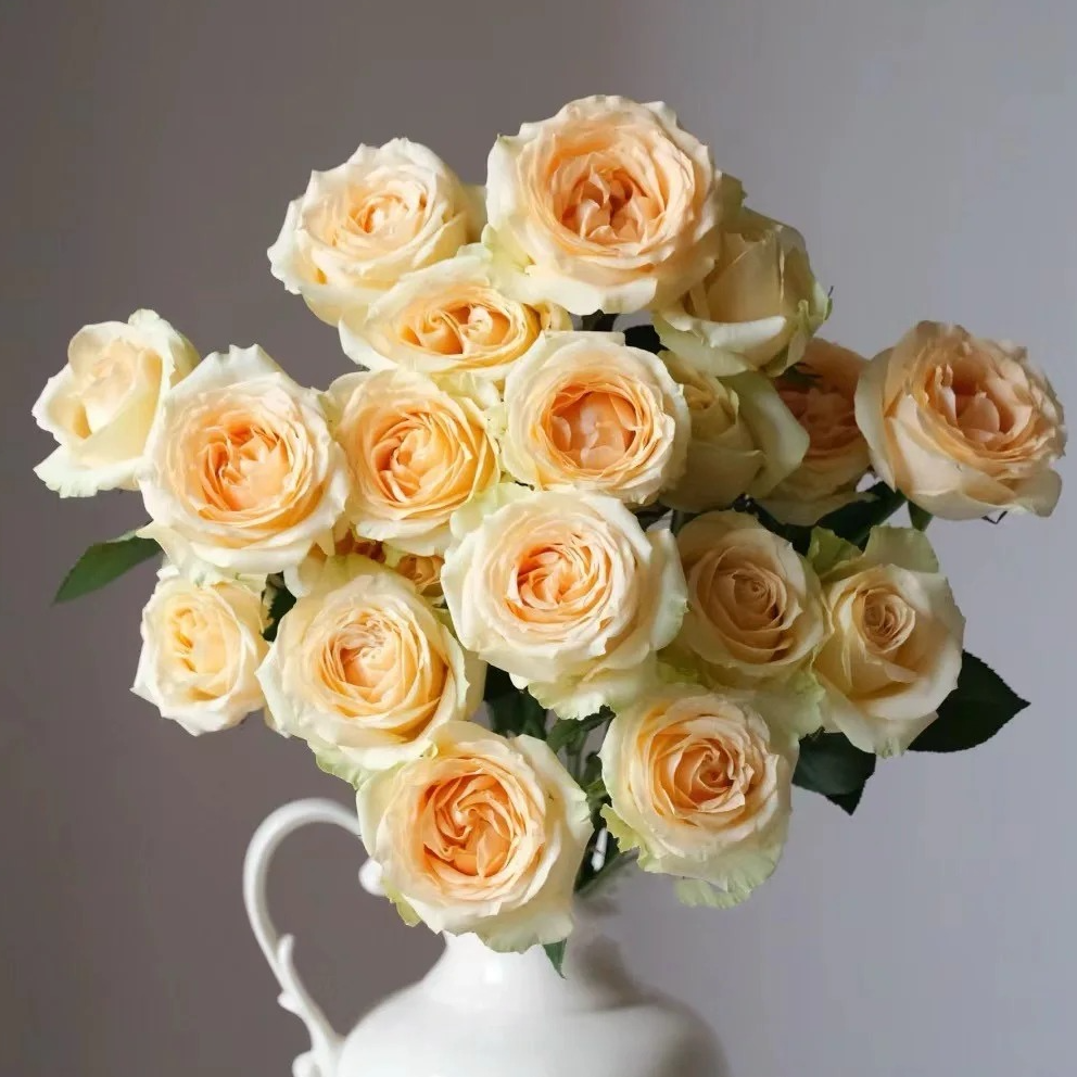 单头玫瑰蜜桃雪山玫瑰鲜花鲜切花基地直发顺丰