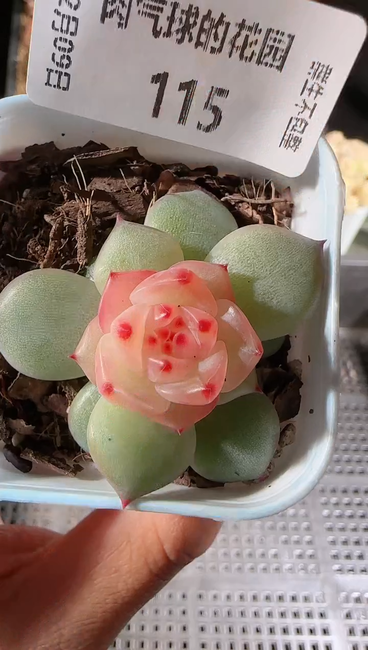1209-115春桃多肉群生不包整