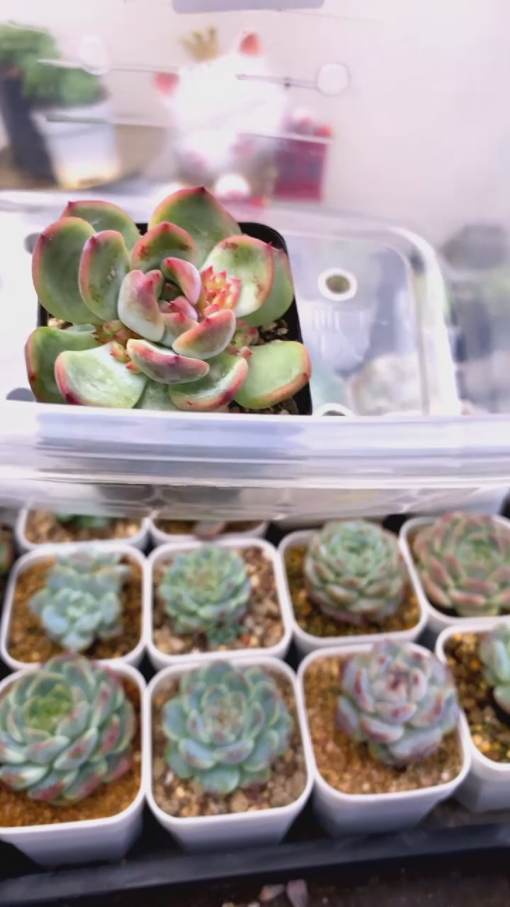 9.9一组一颗一组包邮22号