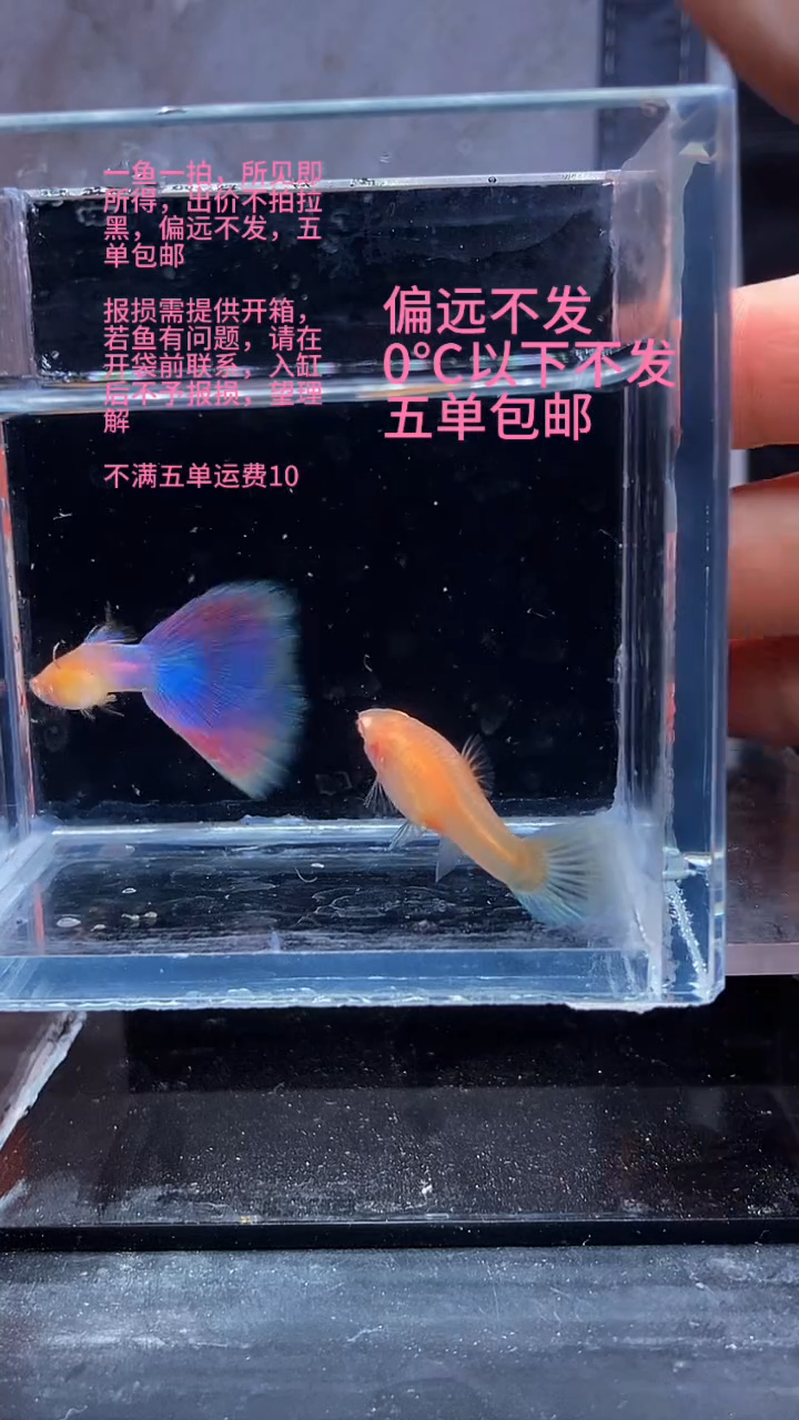 孔雀鱼孔雀鱼 05