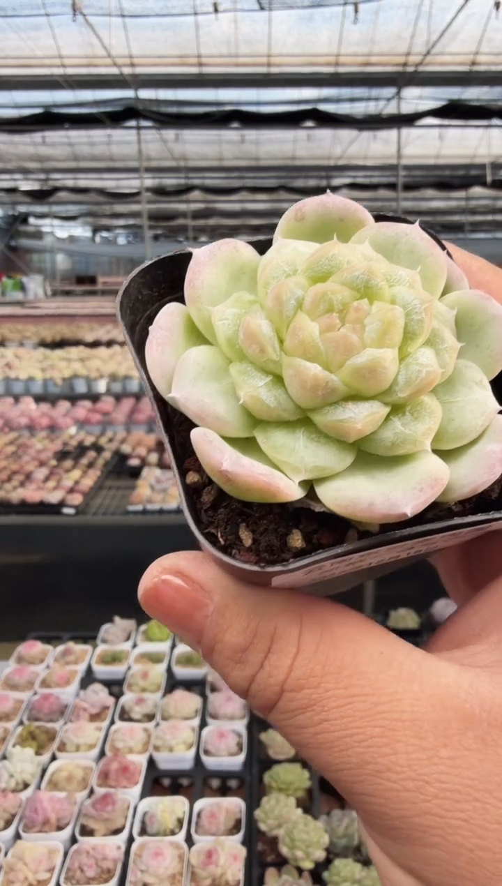 东云多肉园新款-357