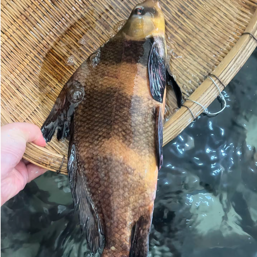 鲜活淡水鱼  胭脂鱼 耐低氧  肉质细嫩