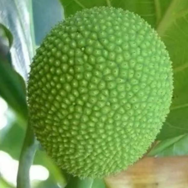 精选品种苗包对版地栽庭院种植果树(顺丰包邮猴面包果树苗