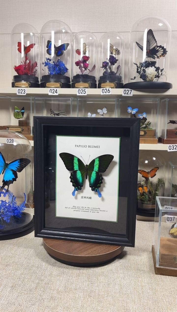 大自然的真实蝴蝶标本