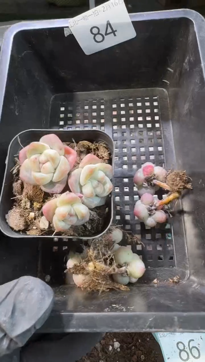 【闪购商品】84号到手1框--江北一物一拍