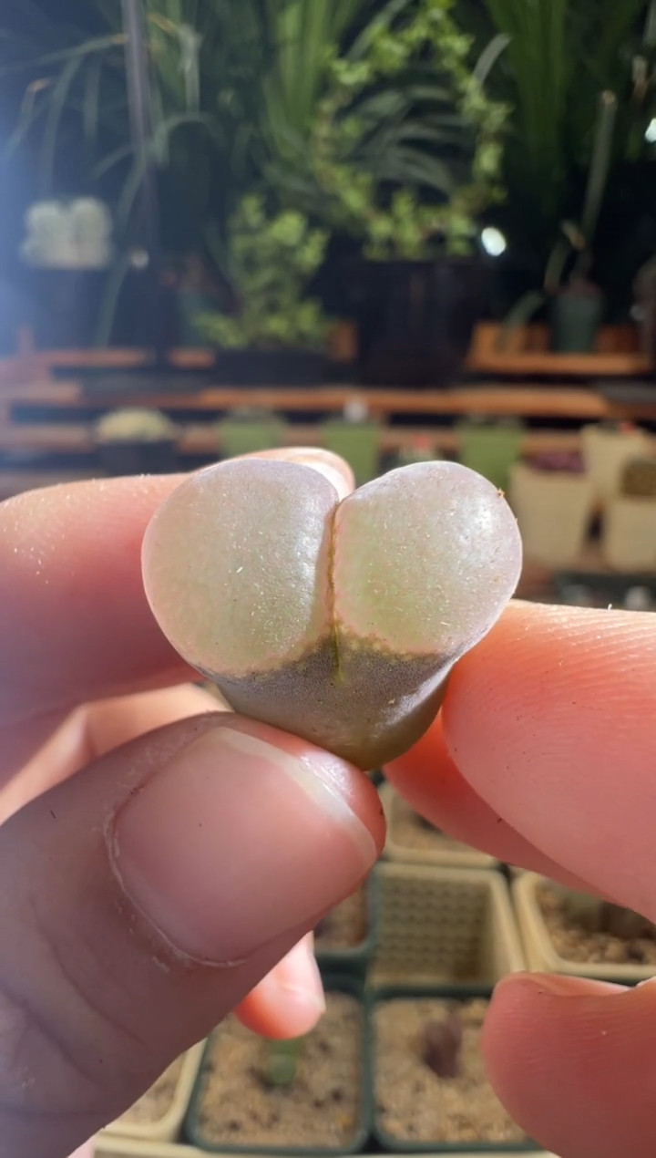 136-b23粉玉窗....