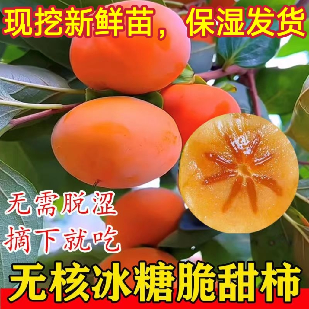 【正宗脆甜柿子苗】太秋甜柿果树苗阳台庭院植物盆栽地栽种植果树苗