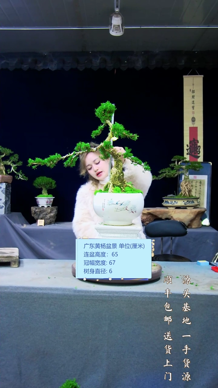 【闪购商品】雀舌黄杨盆景雀舌黄杨盆景