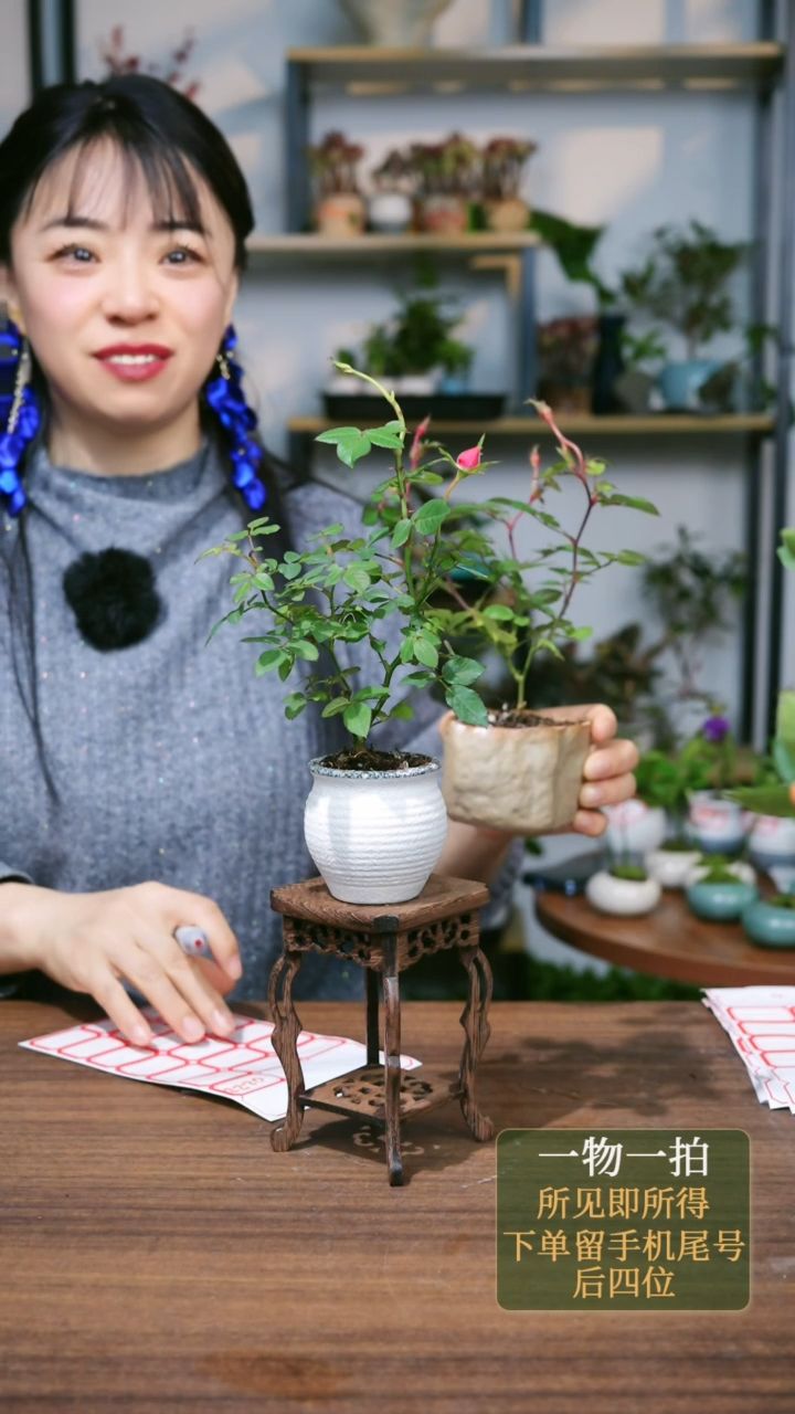 【闪购商品】6---0222石头盆月季