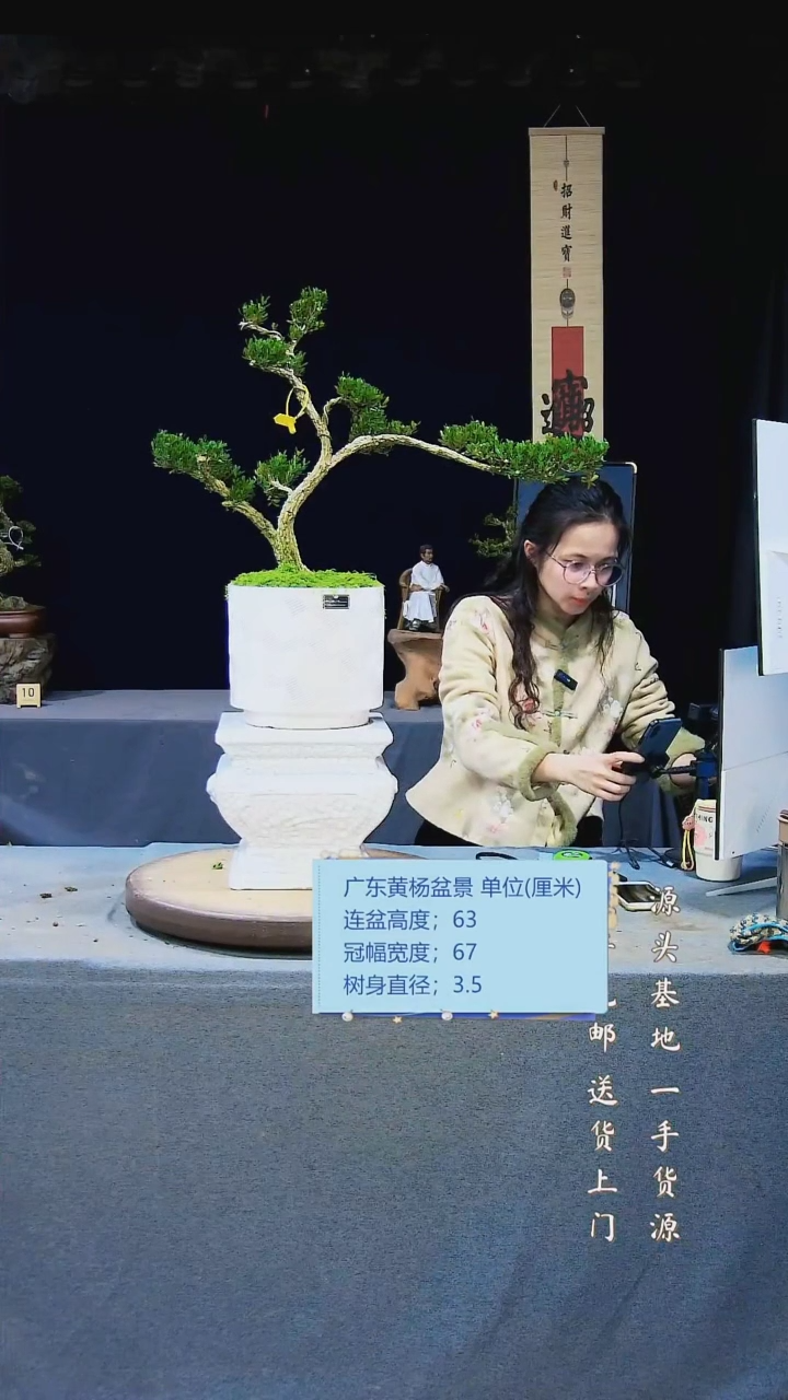 【闪购商品】雀舌黄杨盆景雀舌黄杨盆景