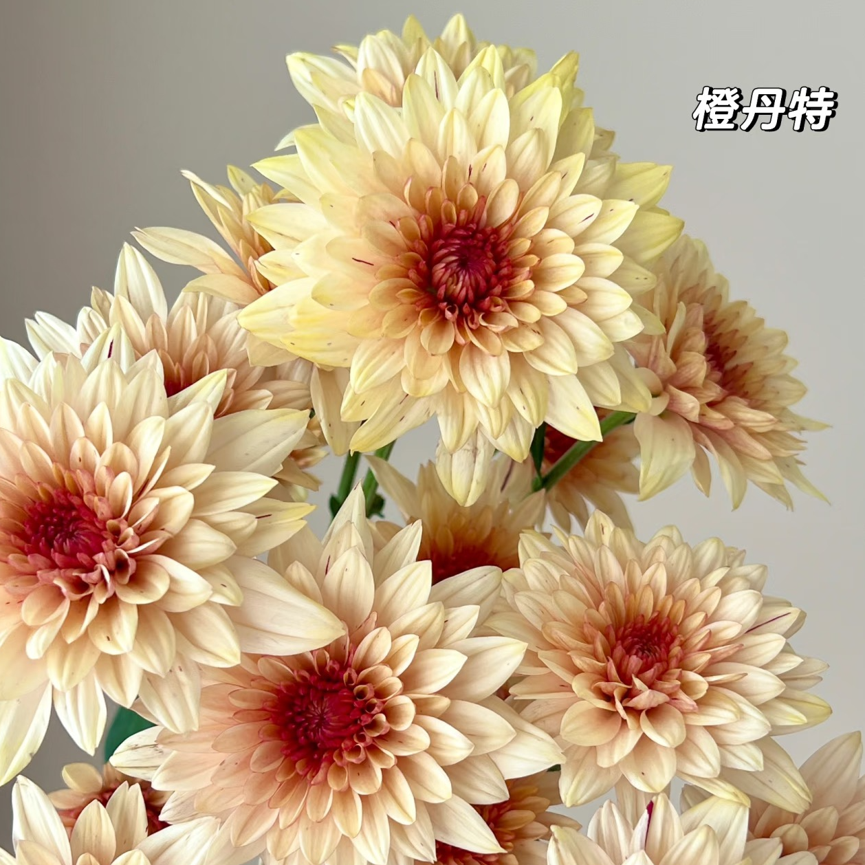 【A级橙丹特小雏菊】四季可养花期超长待机顺丰包邮厦门鲜花批发