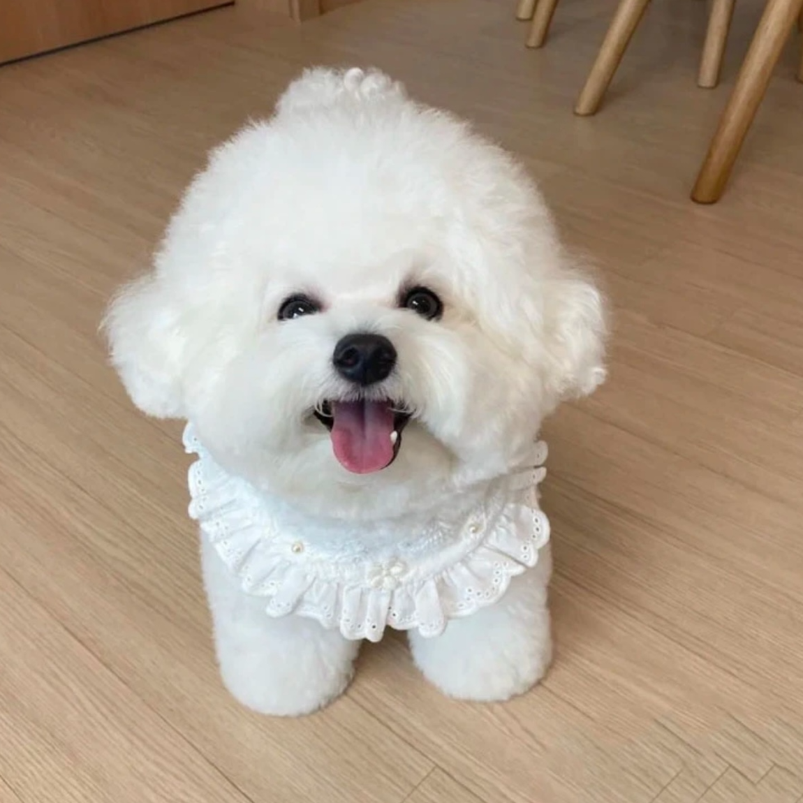 【宠庄世界】萌宠幼犬专拍